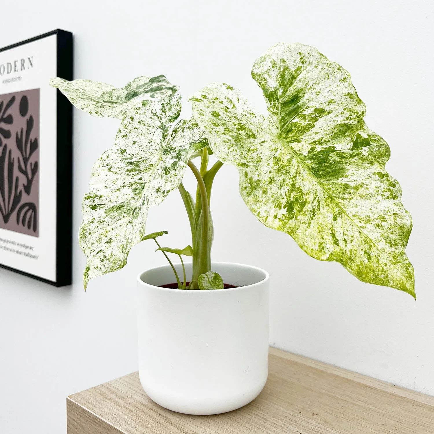 10 - 15cm Alocasia Macrorrhiza Splash Elephant Ear House Plant 10.5cm Pot