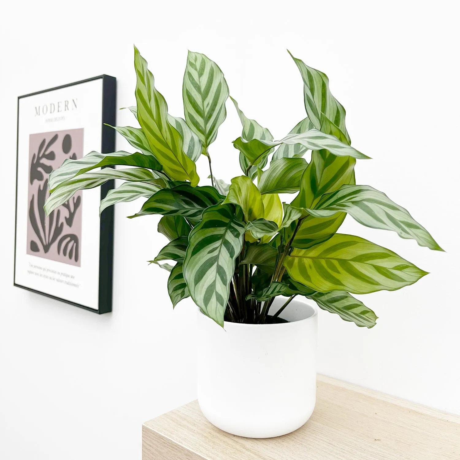 20 - 30cm Calathea Freddie Prayer Plant 12cm Pot House Plant