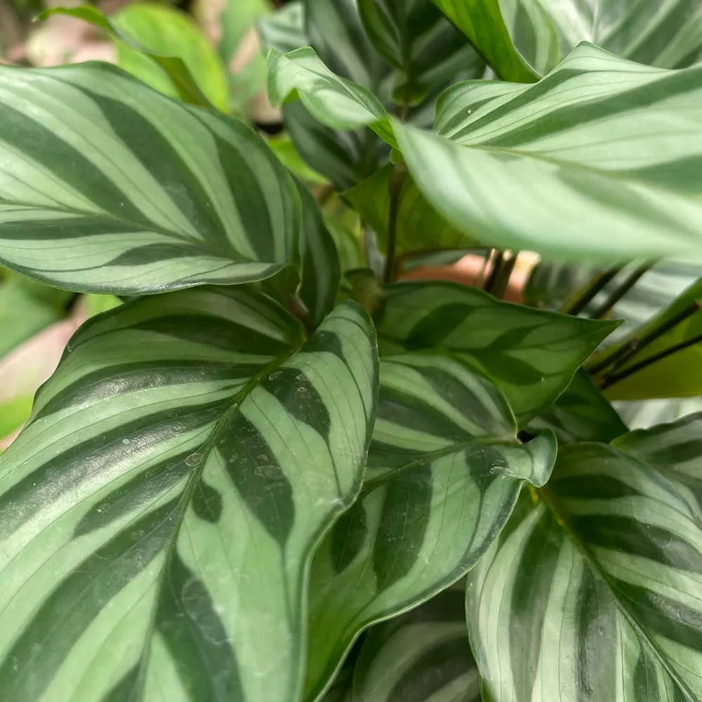 20 - 30cm Calathea Freddie Prayer Plant 12cm Pot House Plant