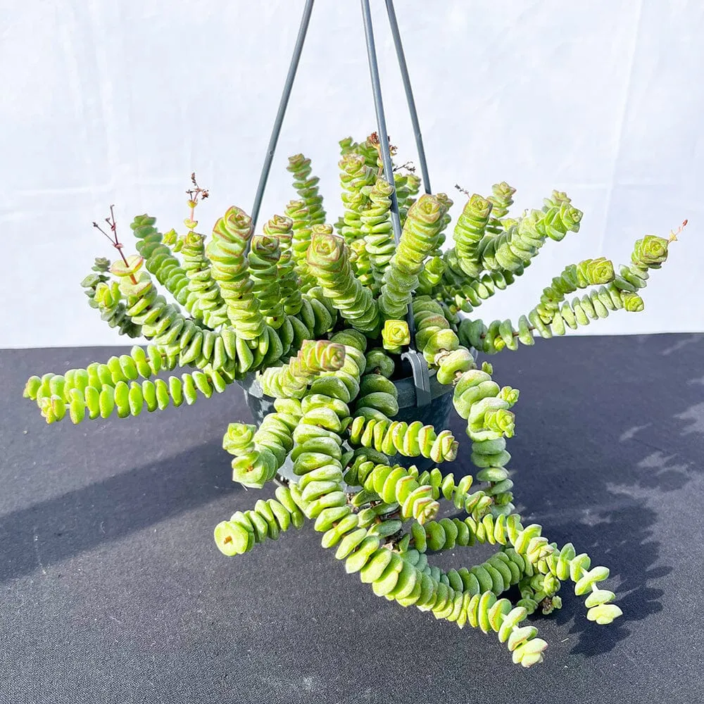 20 - 30cm Crassula Hottentot Succulent in Hanging 14cm Pot