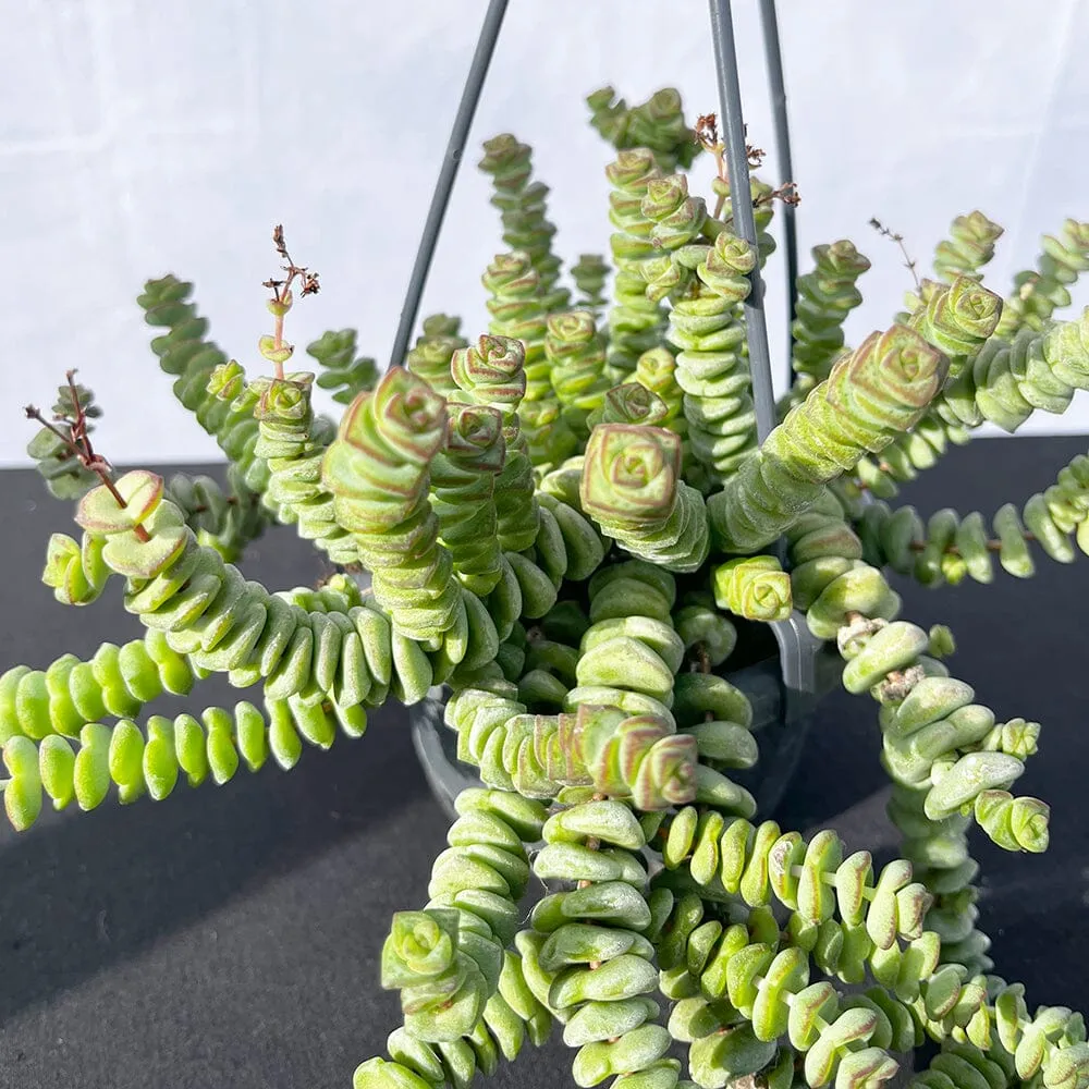 20 - 30cm Crassula Hottentot Succulent in Hanging 14cm Pot