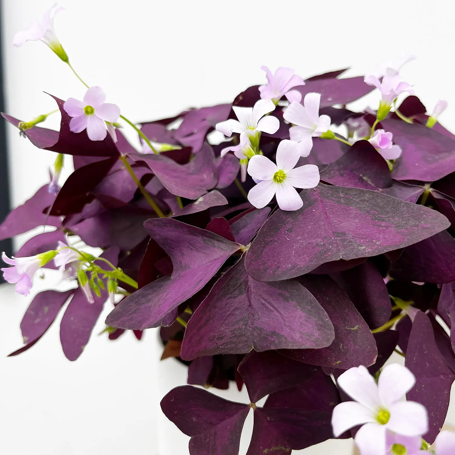 20 - 30cm Oxalis Triangularis Mijke 12cm Pot House Plant