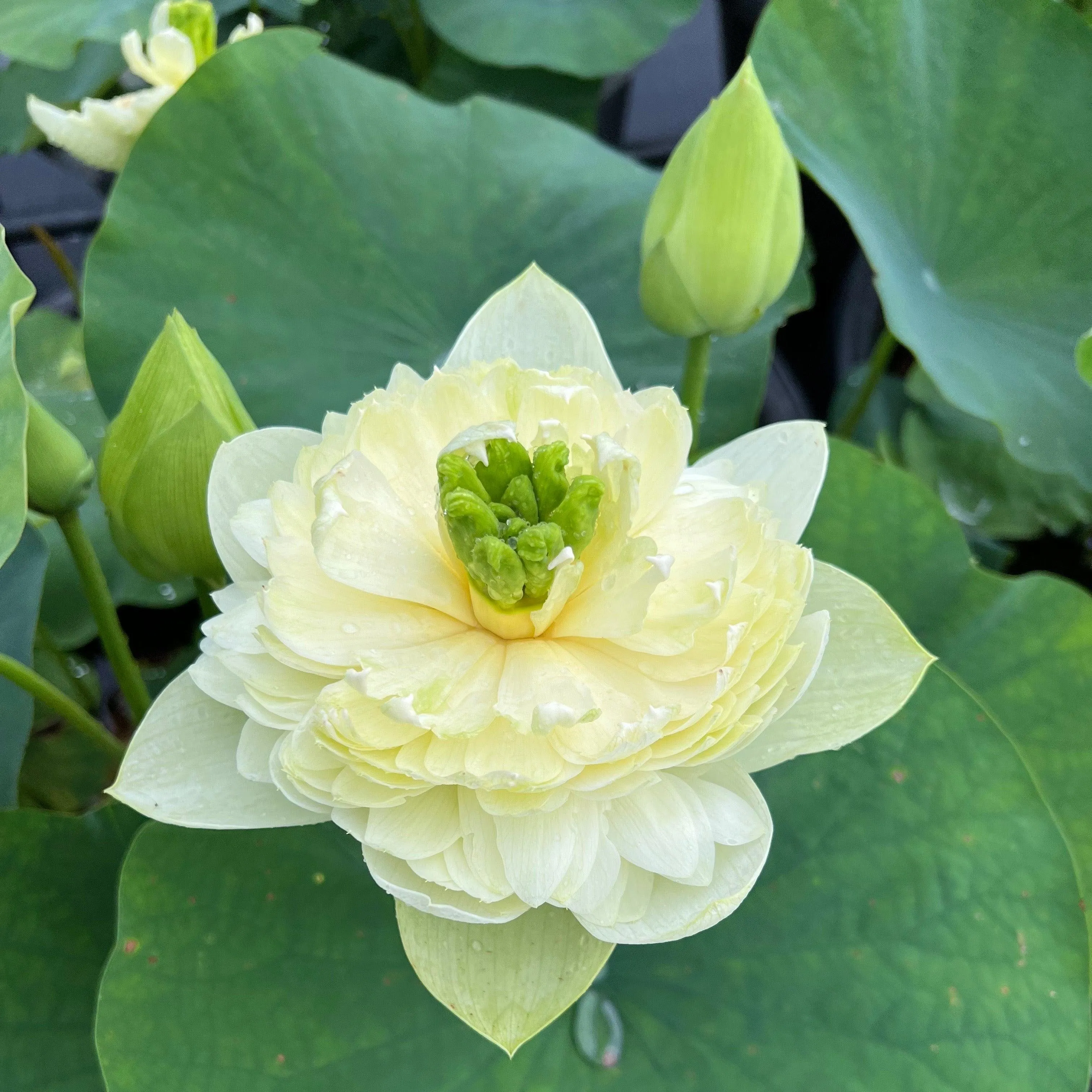 2024 Prairie Dream - Massive Flowering Lotus (Bare Root)