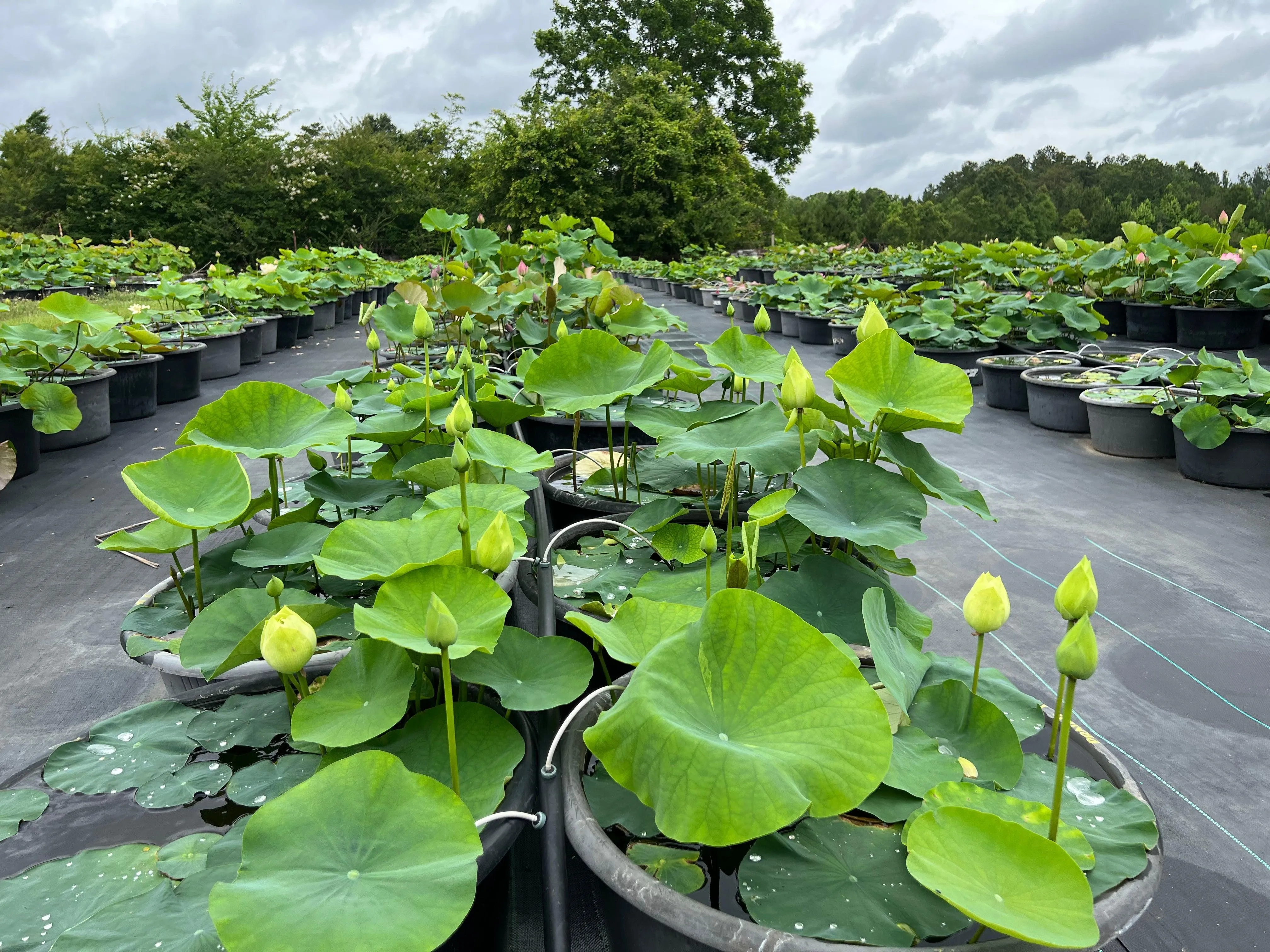 2024 Prairie Dream - Massive Flowering Lotus (Bare Root)