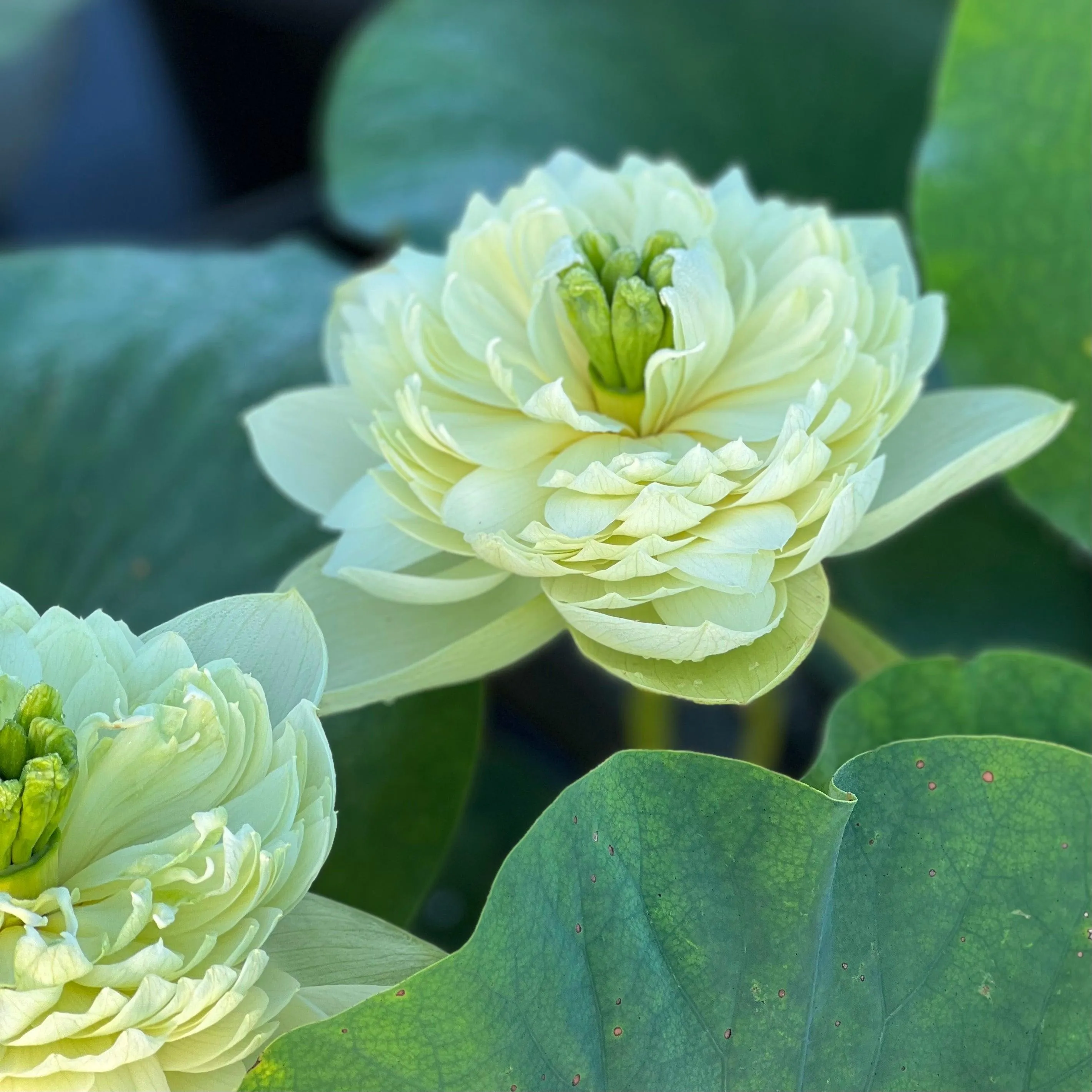 2024 Prairie Dream - Massive Flowering Lotus (Bare Root)