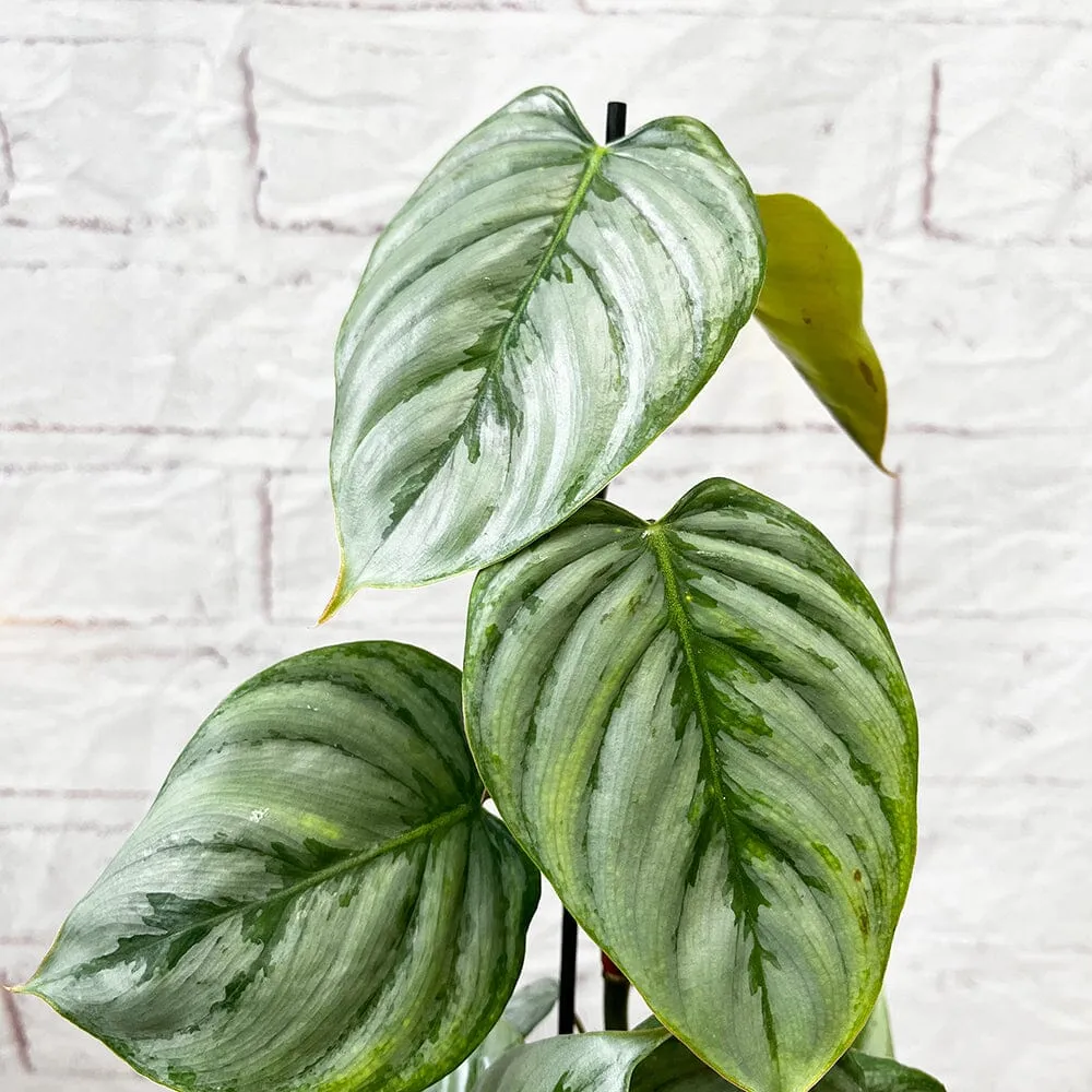 25 - 30cm Philodendron Sodiroi House Plant 9cm Pot