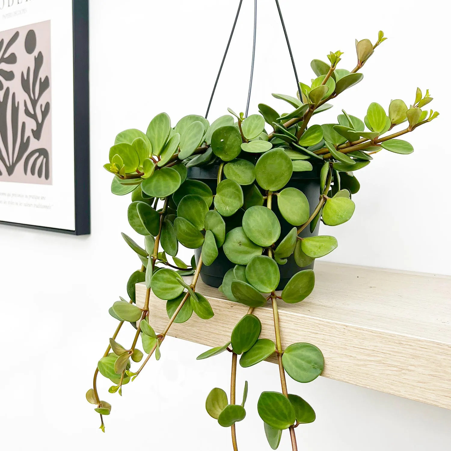 25 - 35cm Peperomia Hope House Plant 14cm Hanging Pot