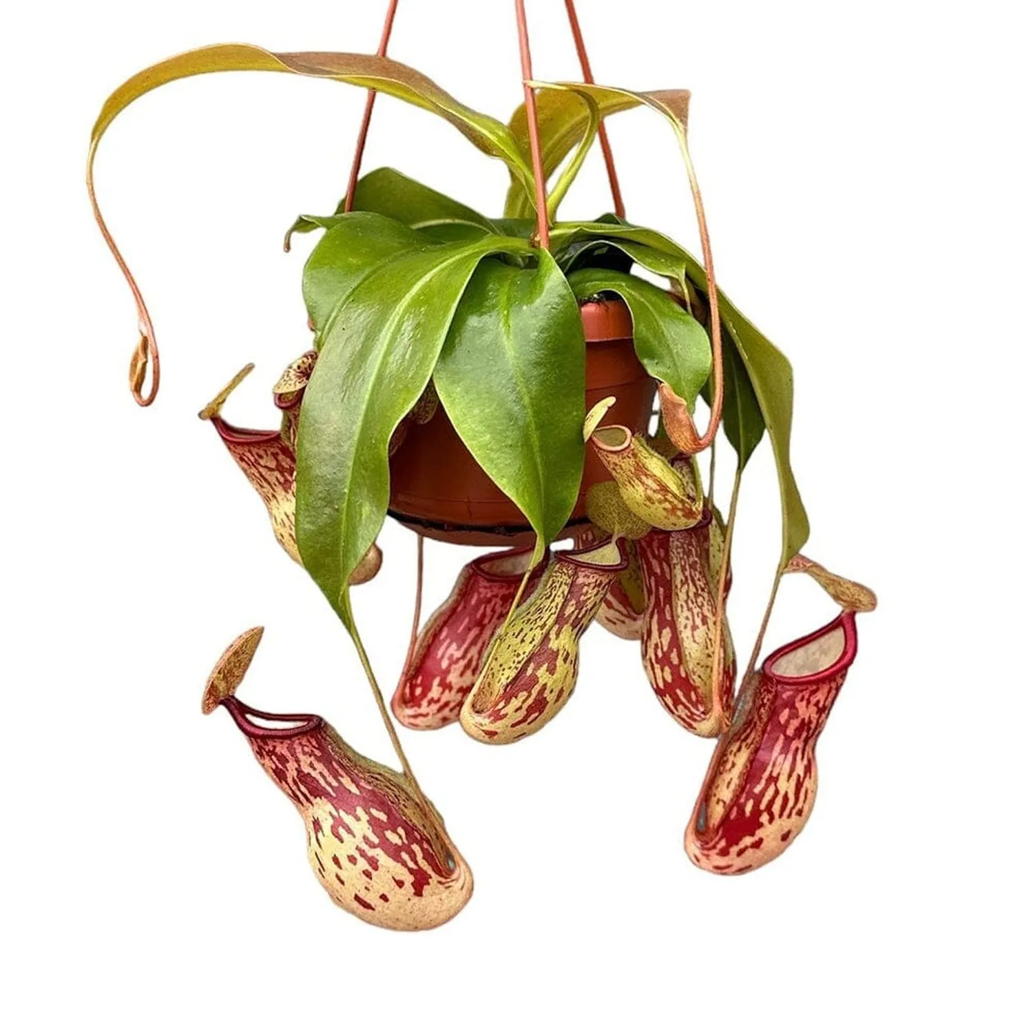 30 - 40cm Nepenthes Gaya in Hanging Pot Monkey Jars 14cm Pot House Plant