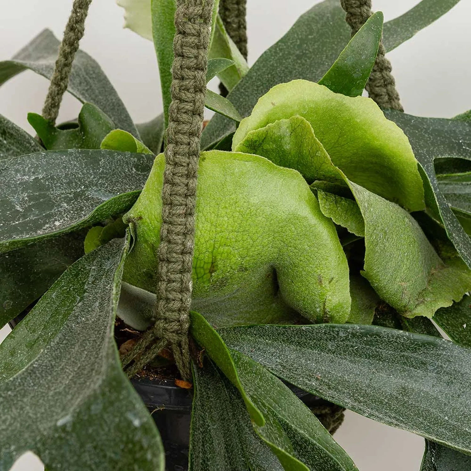 35 - 45cm Staghorn Fern in Hanging Pot  Platycerium Bifurcatum 21cm Pot House Plant