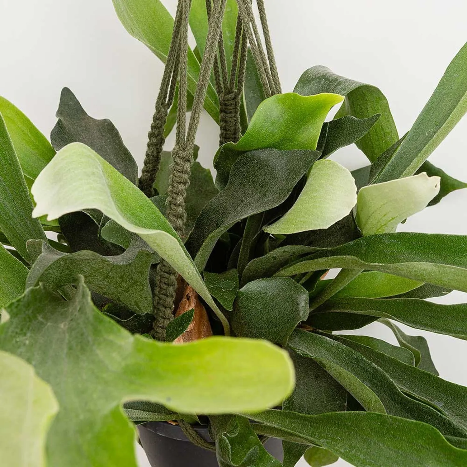 35 - 45cm Staghorn Fern in Hanging Pot  Platycerium Bifurcatum 21cm Pot House Plant