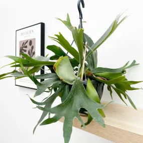 35 - 45cm Staghorn Fern in Hanging Pot  Platycerium Bifurcatum 21cm Pot House Plant