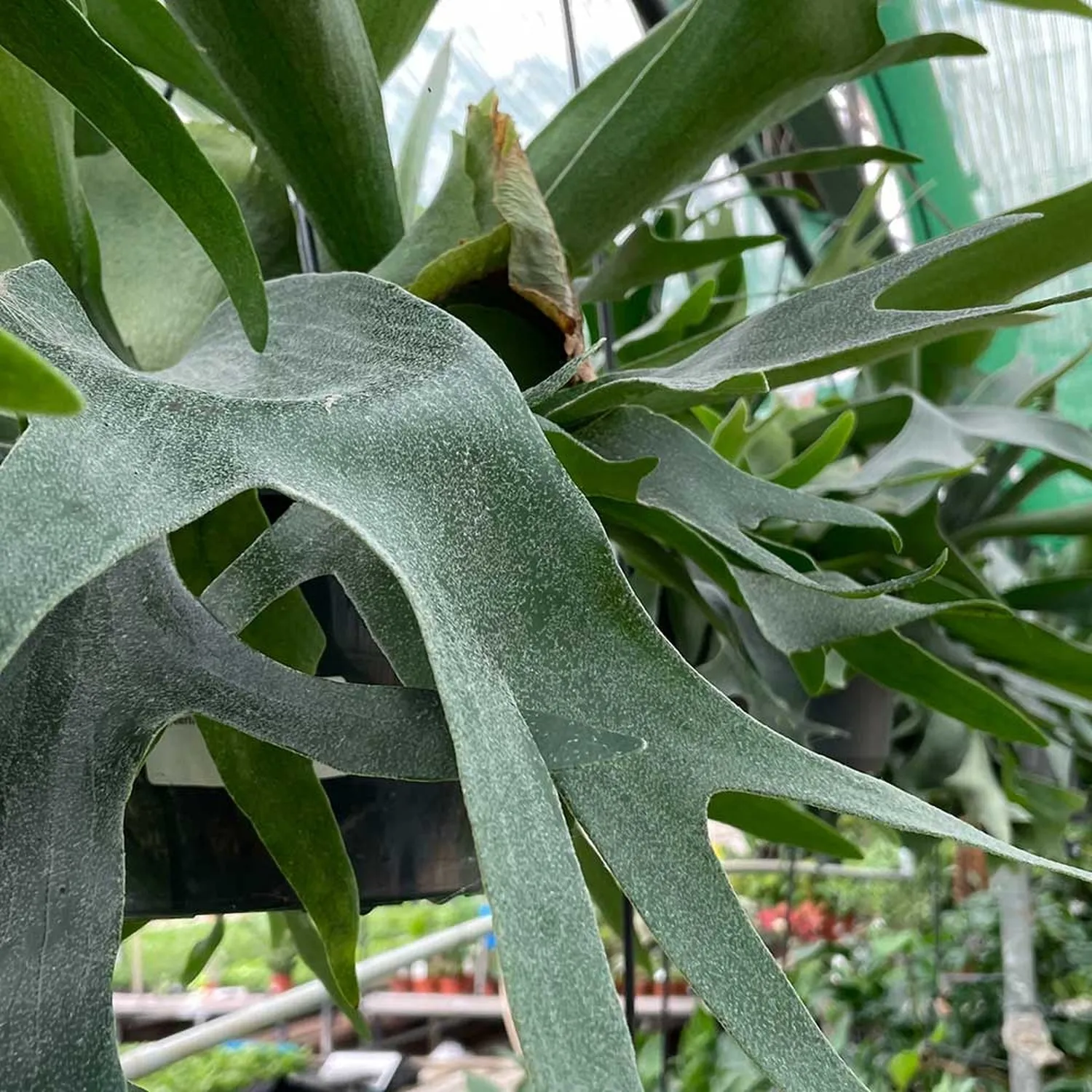 35 - 45cm Staghorn Fern in Hanging Pot  Platycerium Bifurcatum 21cm Pot House Plant