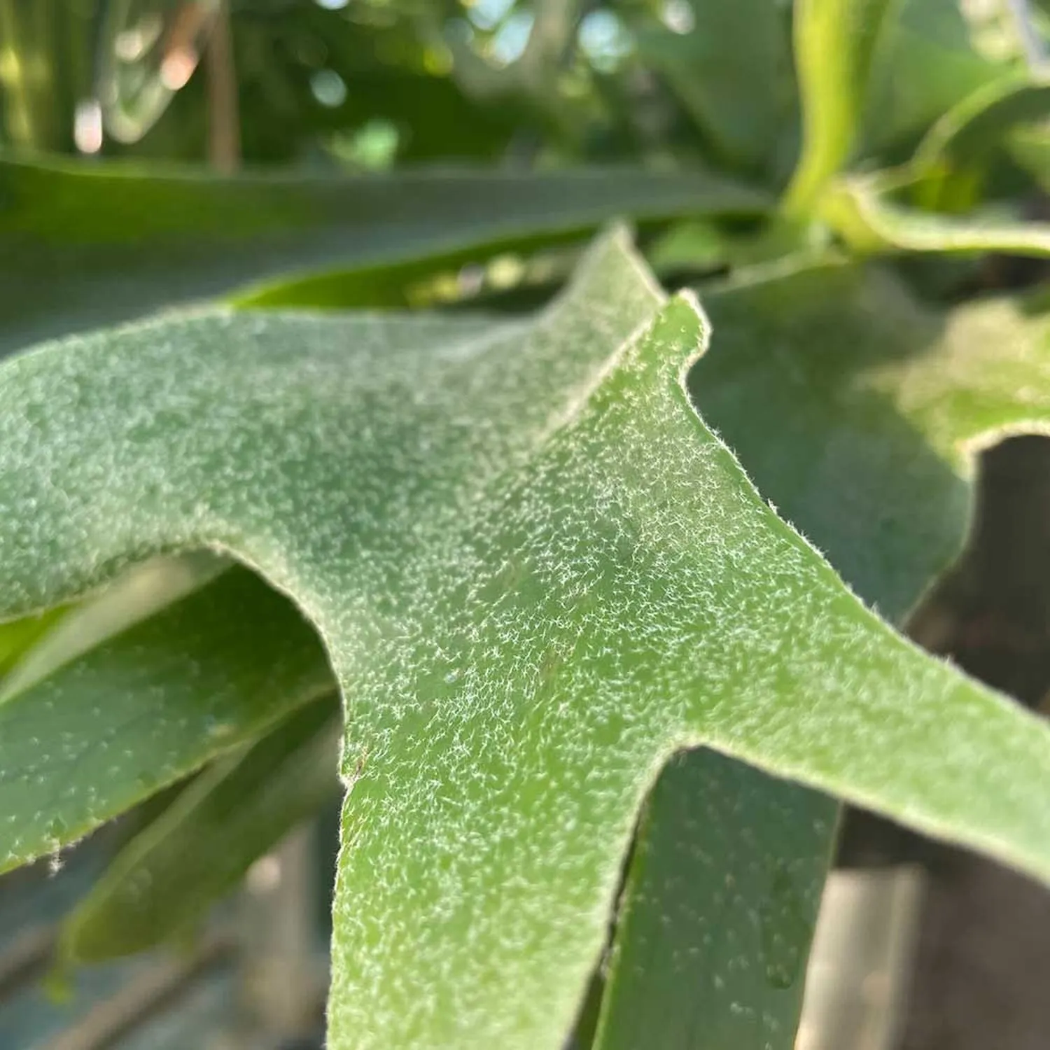 35 - 45cm Staghorn Fern in Hanging Pot  Platycerium Bifurcatum 21cm Pot House Plant