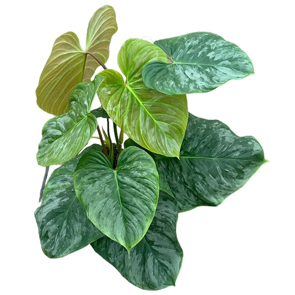 40 cm  Philodendron P Majestic House Plant 17 cm Pot