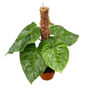 40 cm  Philodendron P Majestic House Plant 17 cm Pot