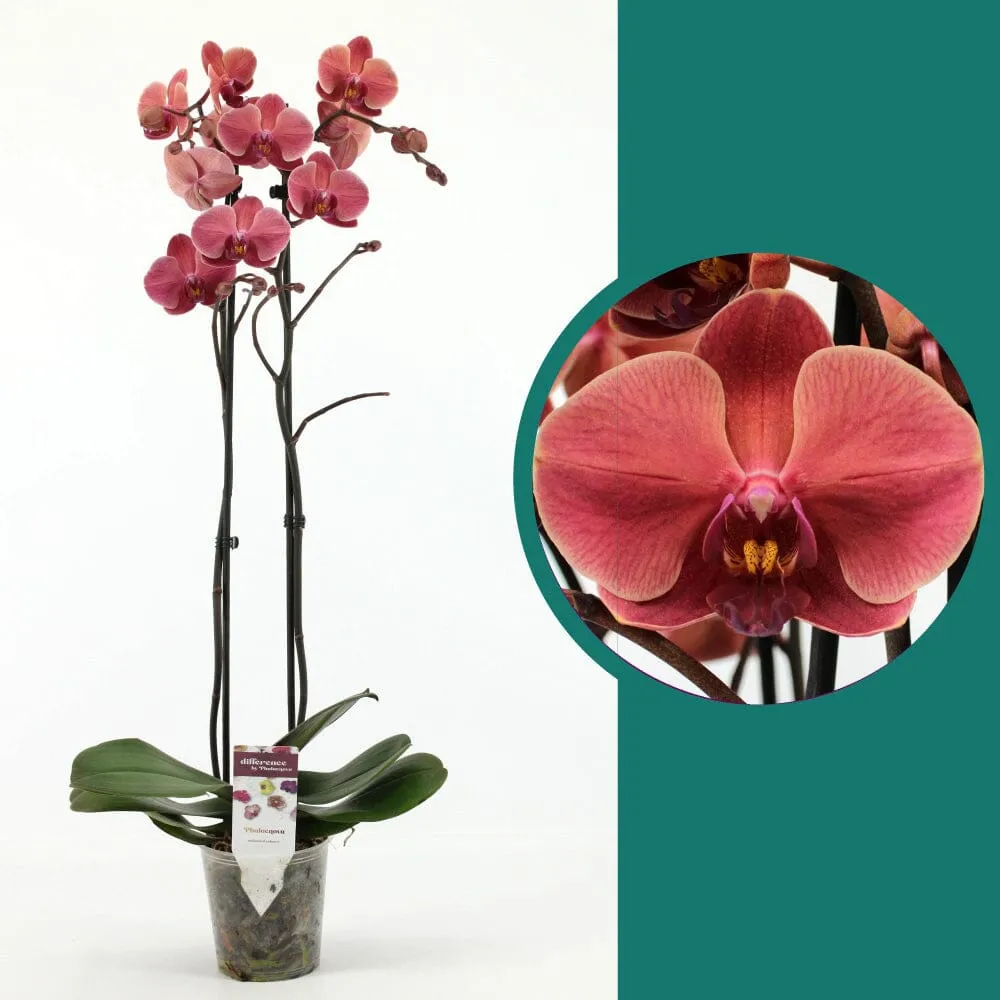 55-65cm Phalaenopsis October Forest Twin stem Orchid 12cm Pot