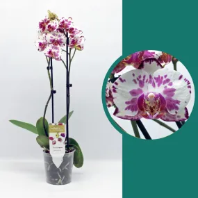 55-65cm Phalaenopsis Viola Twin stem Orchid 12cm Pot