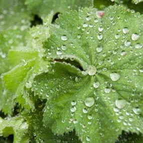 Alchemilla mollis Pot | 9cm