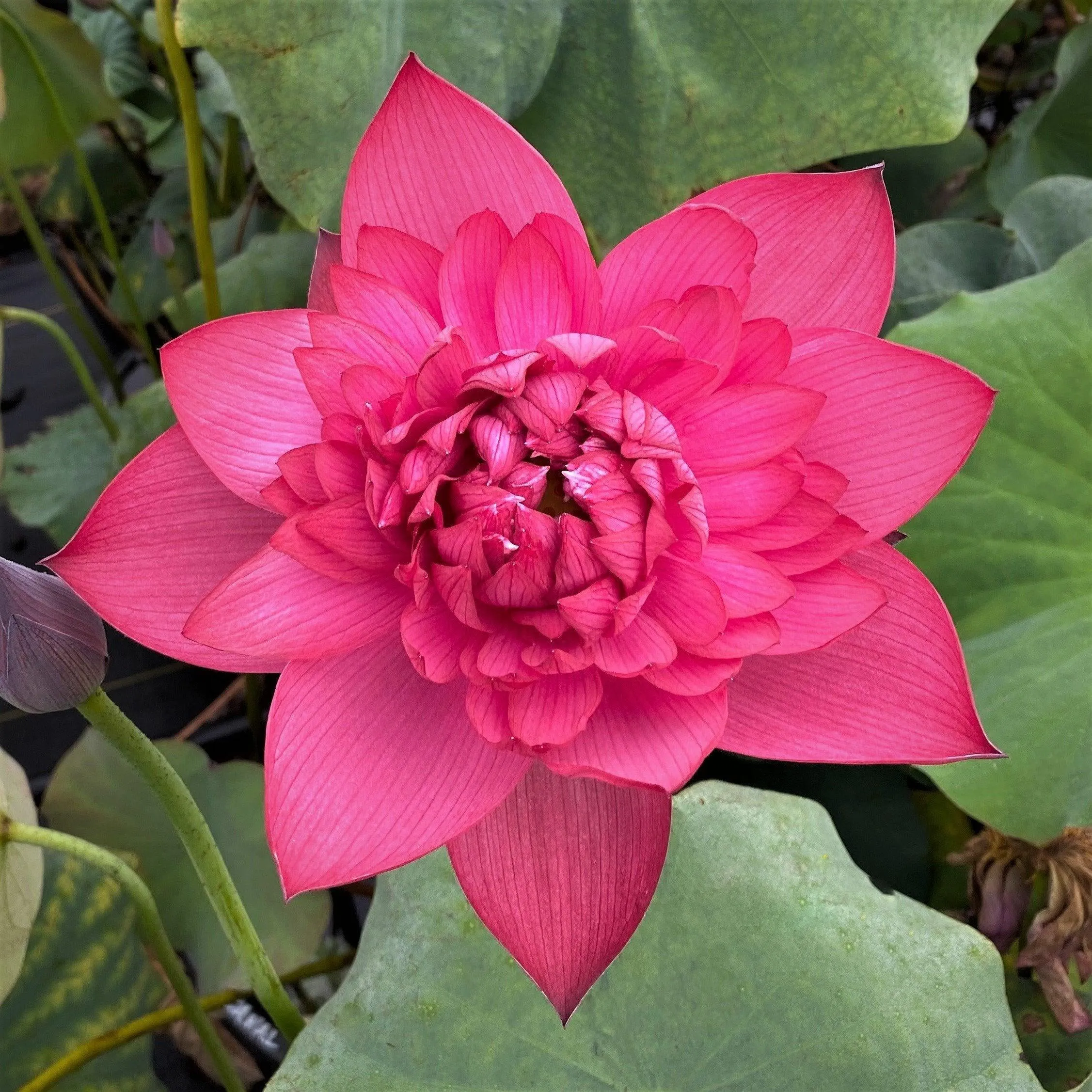 Ancient Capital Red Canal Lotus (Bare Root)