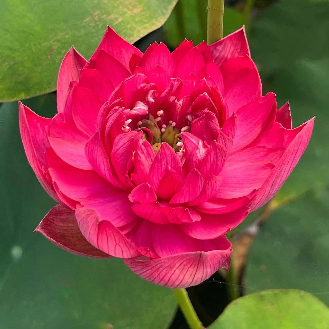 Ancient Capital Red Canal Lotus (Bare Root)