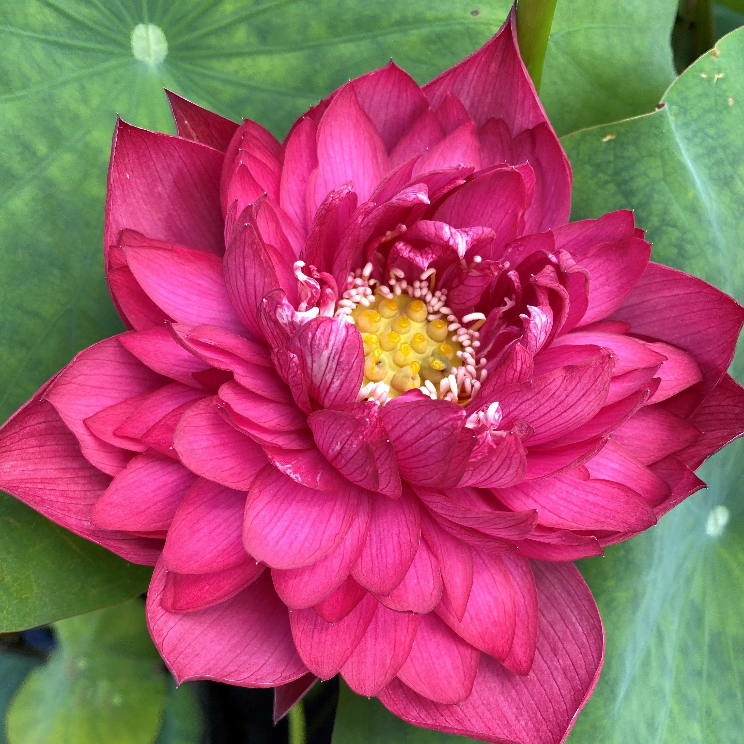 Ancient Capital Red Canal Lotus (Bare Root)