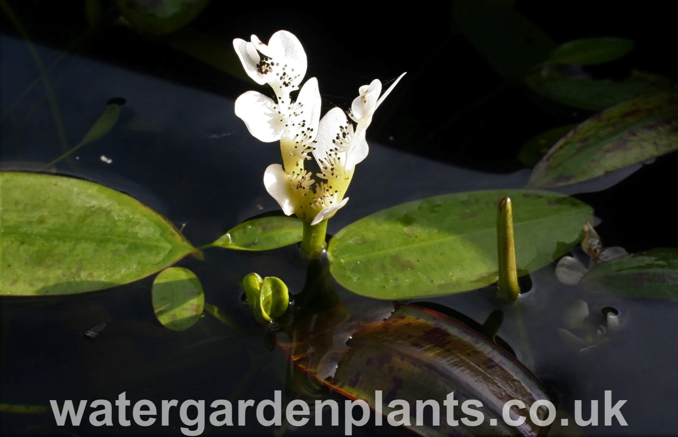 Aponogeton distachyos - Water Hawthorn