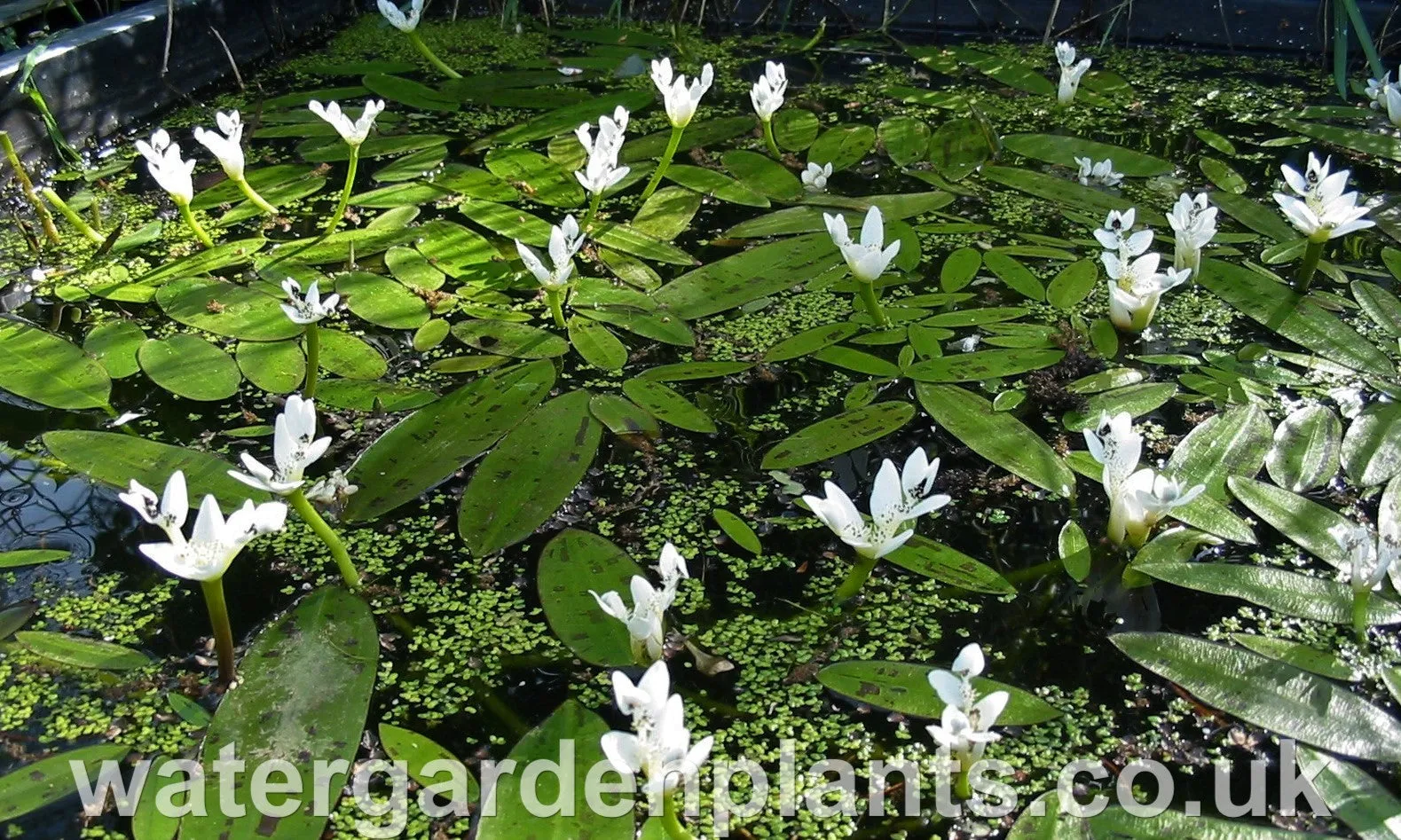 Aponogeton distachyos - Water Hawthorn