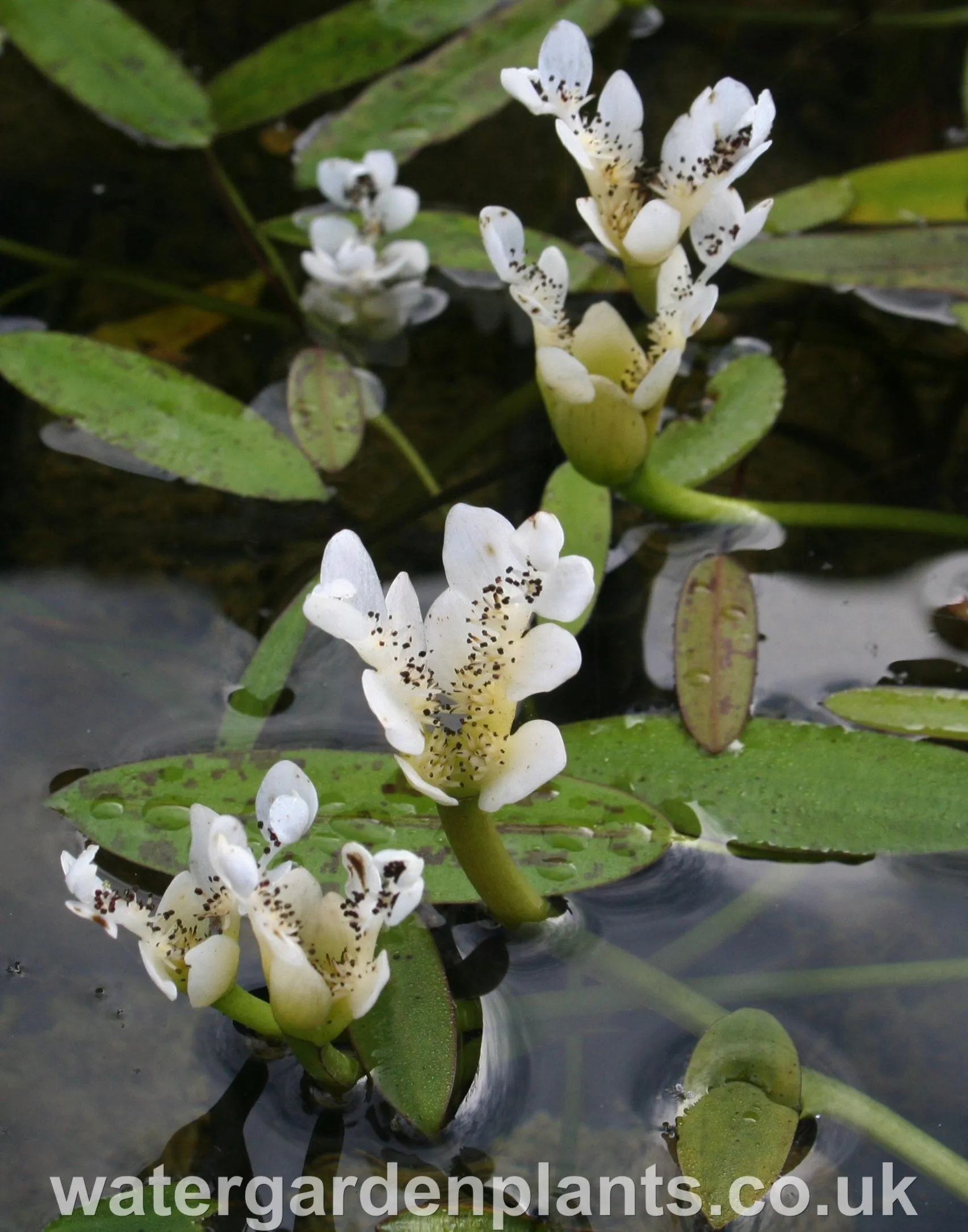 Aponogeton distachyos - Water Hawthorn