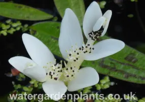 Aponogeton distachyos - Water Hawthorn