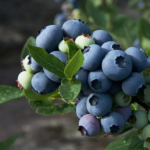 Blueberry Patriot