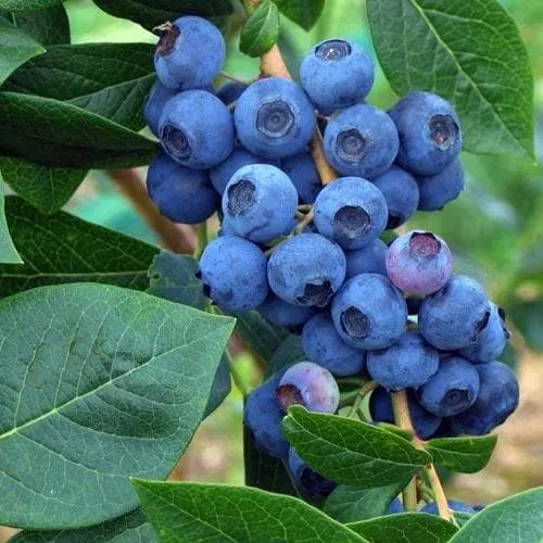 Blueberry Patriot