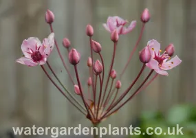 Butomus umbellatus - Flowering Rush