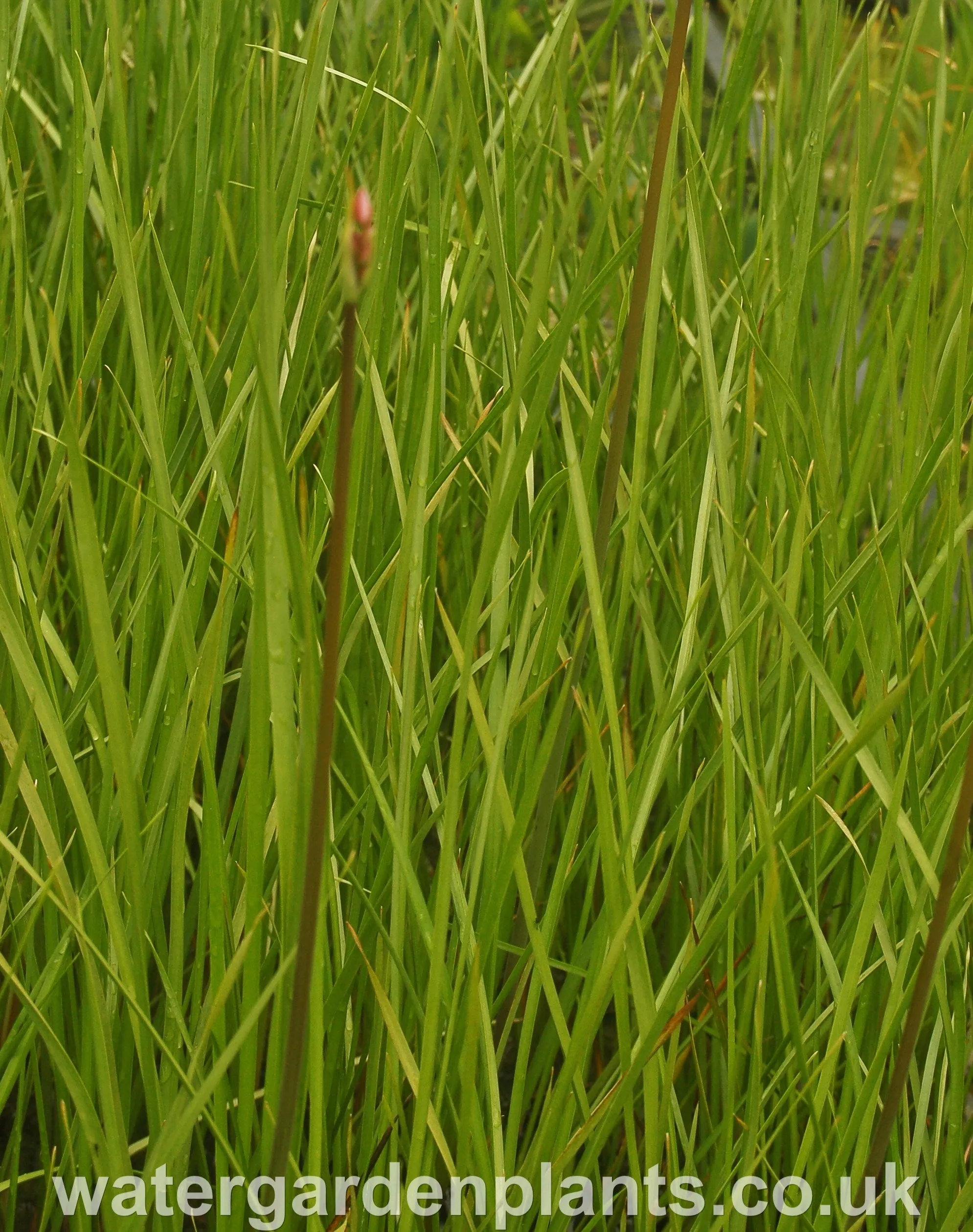 Butomus umbellatus - Flowering Rush