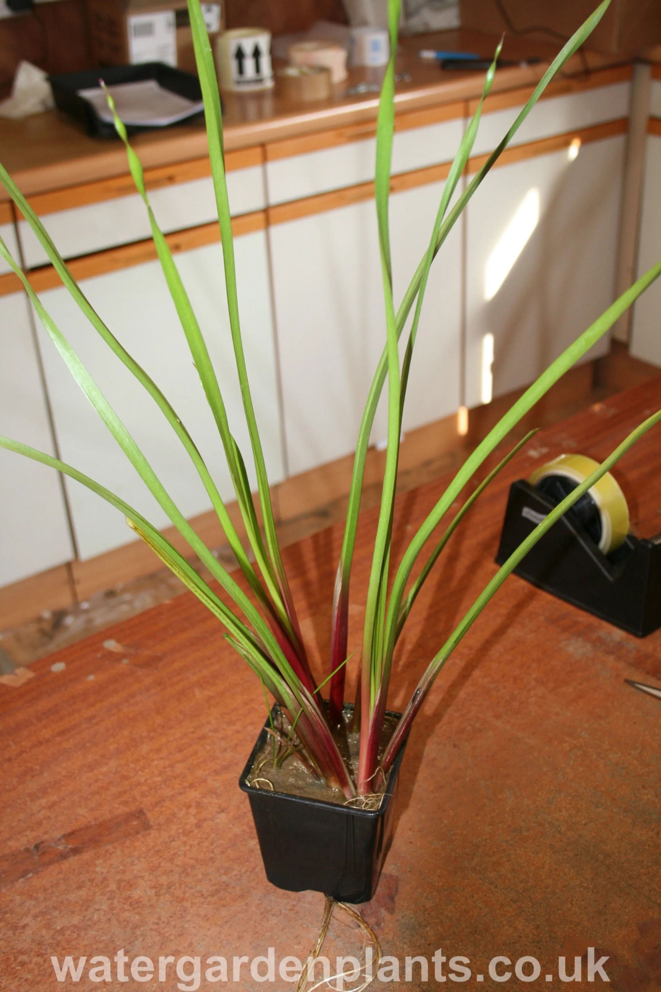 Butomus umbellatus - Flowering Rush