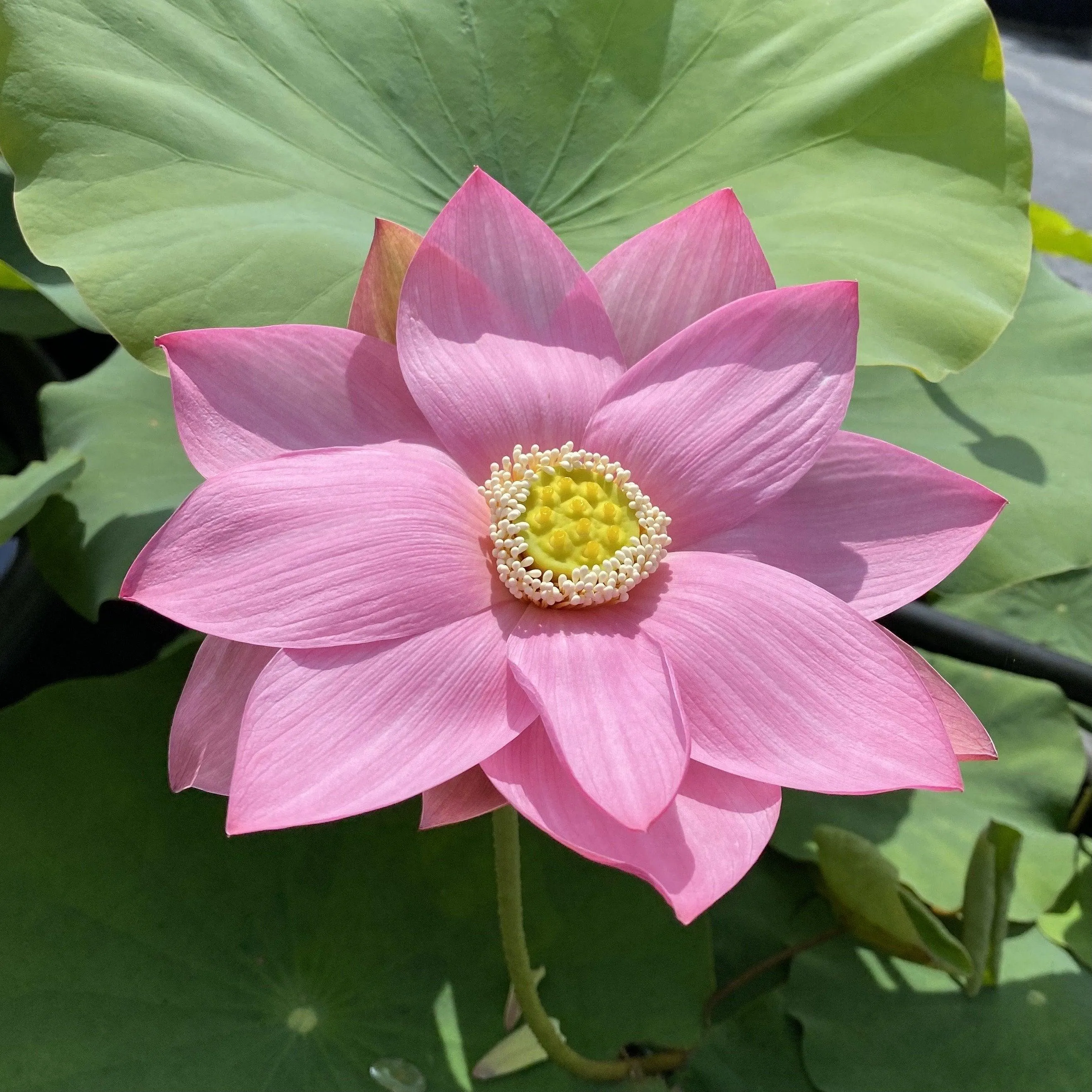 Dunhuang Red Lotus (Bare Root)