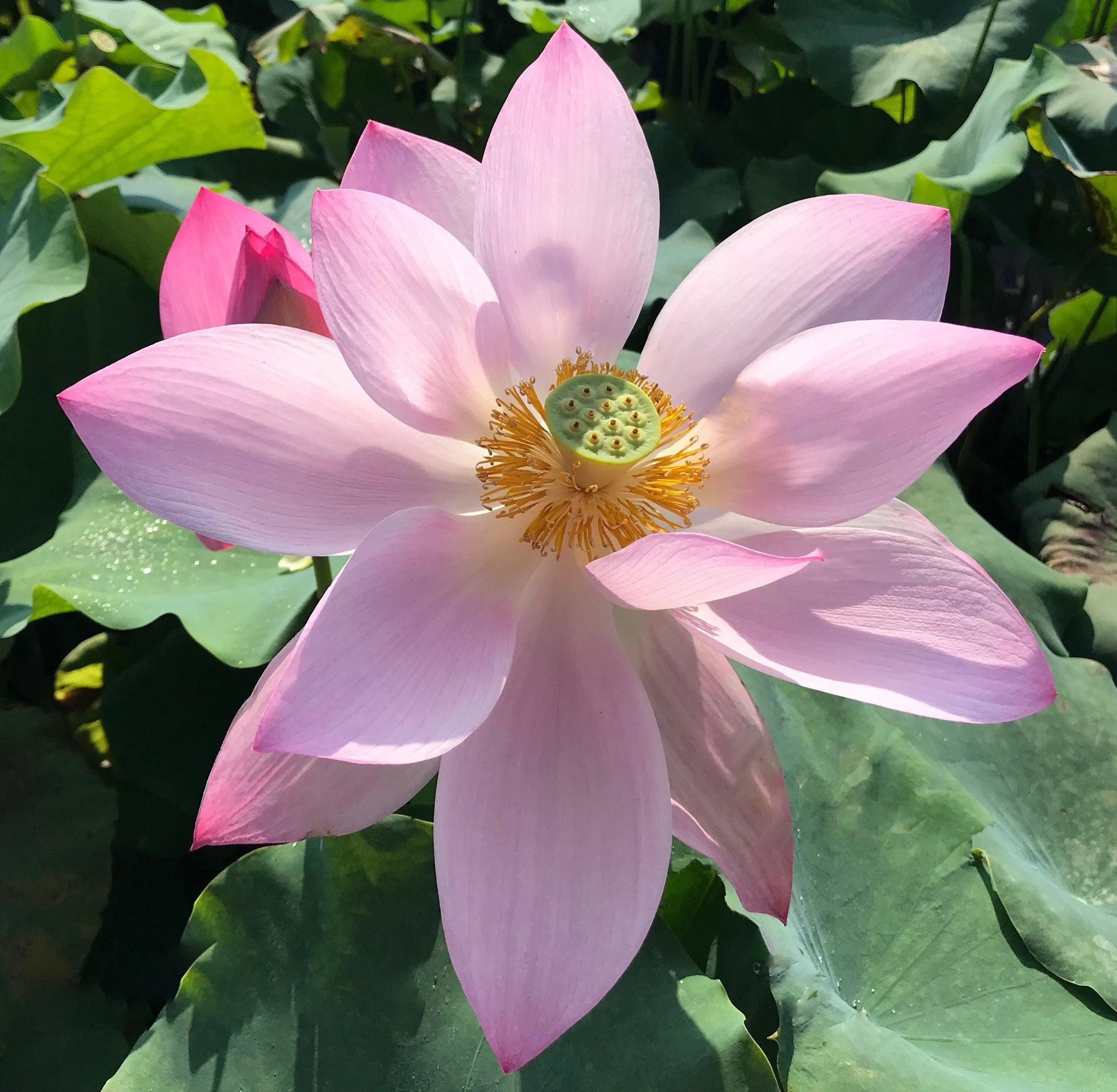 Dunhuang Red Lotus (Bare Root)