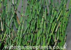 Equisetum scirpoides - Dwarf Horsetail, Bushy Horsetail