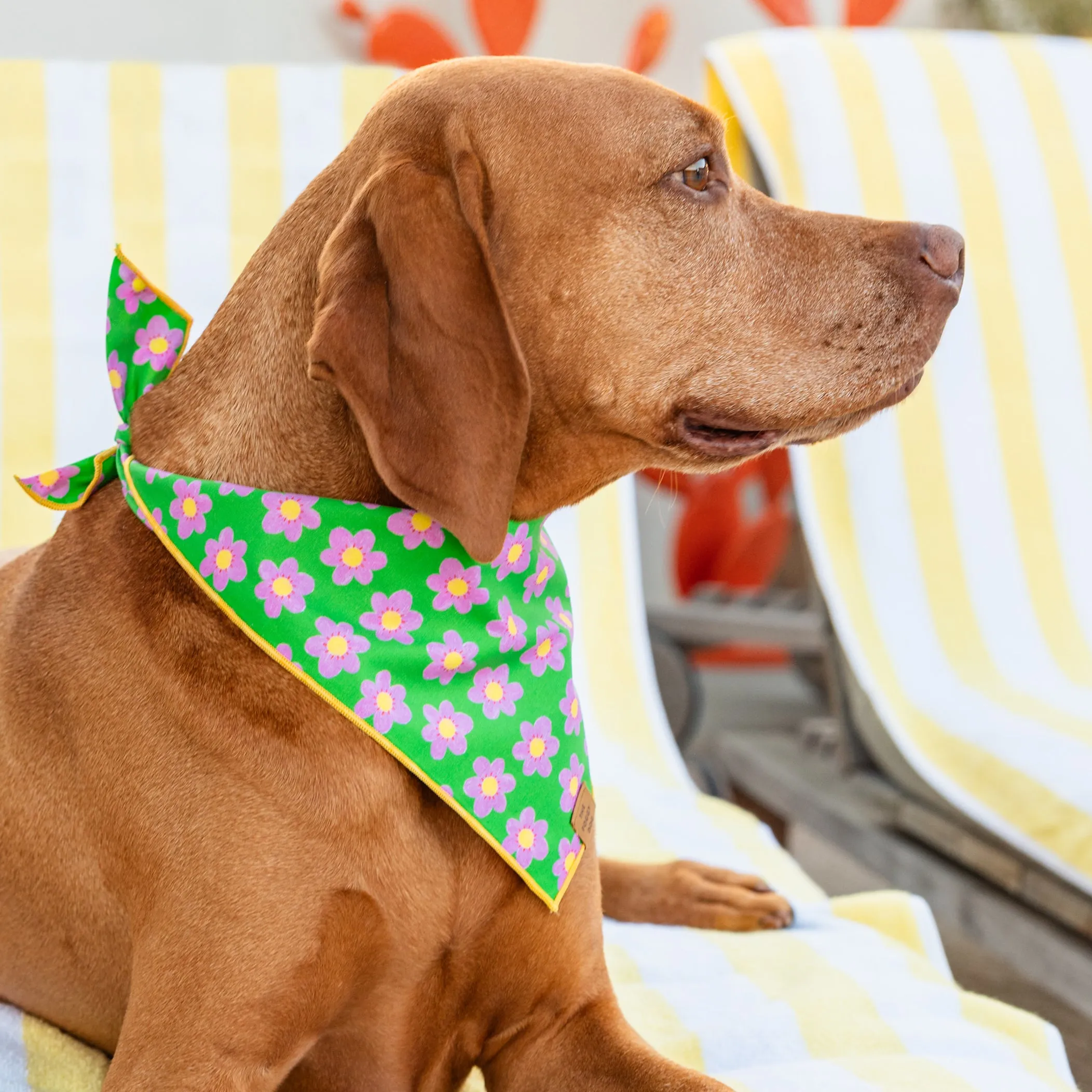 Flower Power Dog Bandana