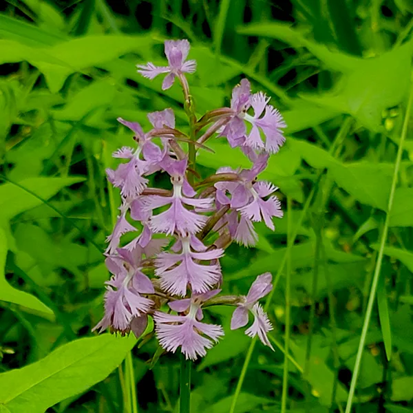 Fringed Orchid - Lesser Purple