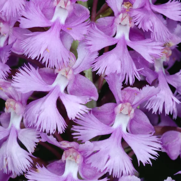 Fringed Orchid - Lesser Purple