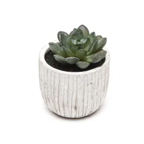 Gisela Graham Mini Round Leaf Succulent in Pot