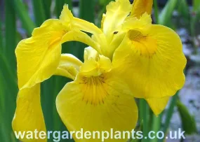 Iris pseudacorus 'Golden Queen'