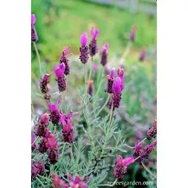 Lavender: Mediterranean, Spanish: Purple Ribbons by Renee's Garden