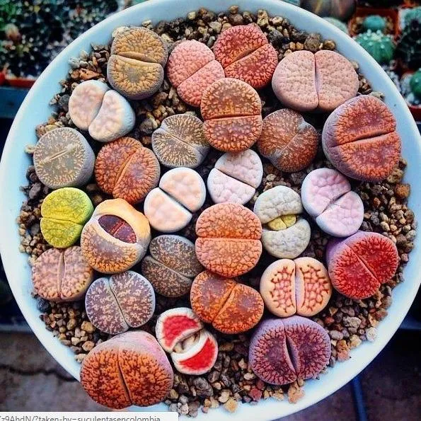 LITHOP SUCCULENT SEED