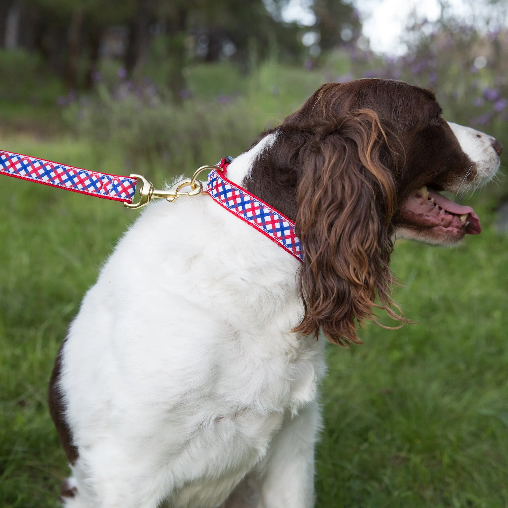 Medium Dog Collar: Parker