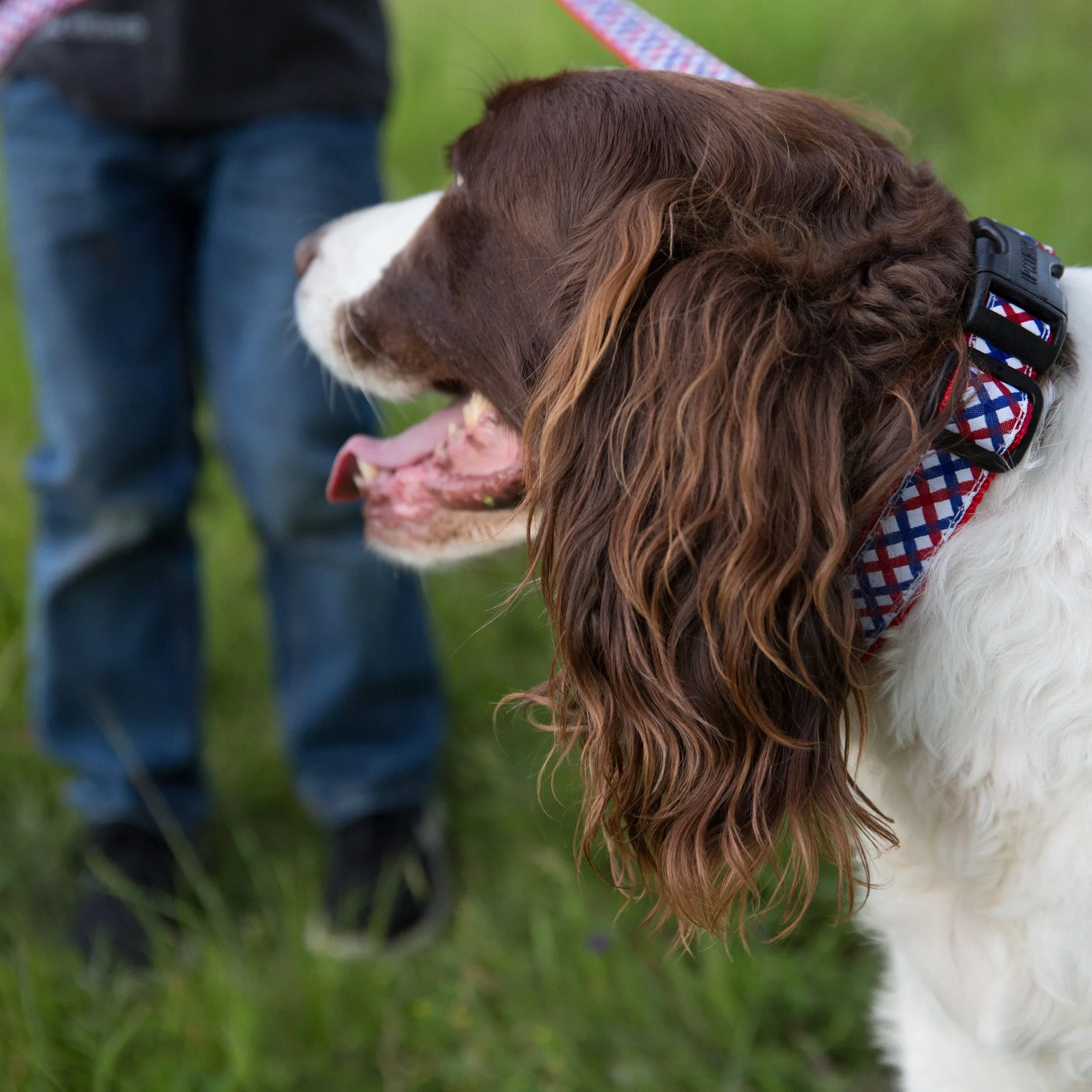 Medium Dog Collar: Parker