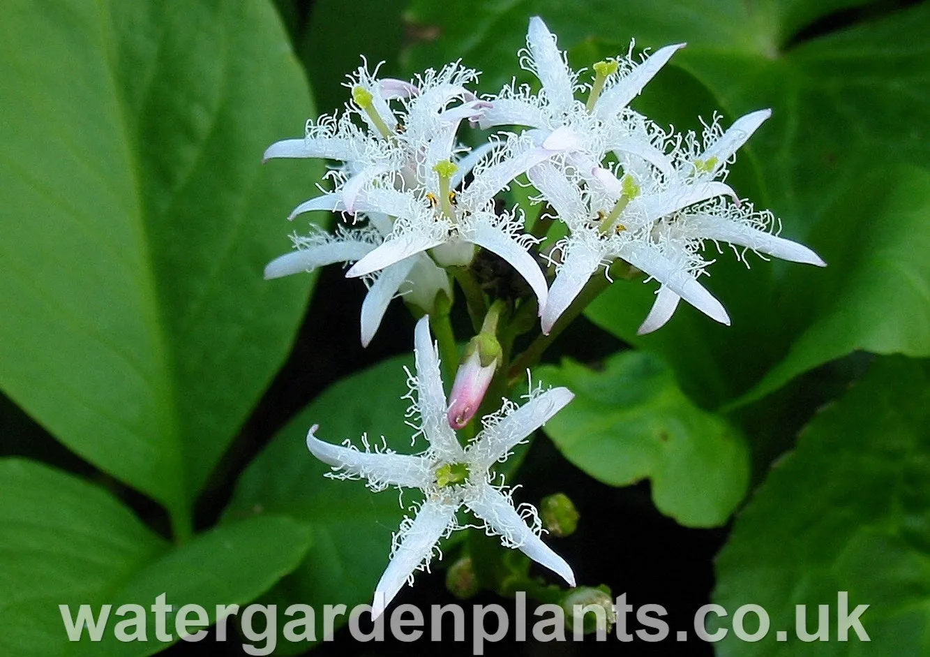 Menyanthes trifoliata - Bog Bean