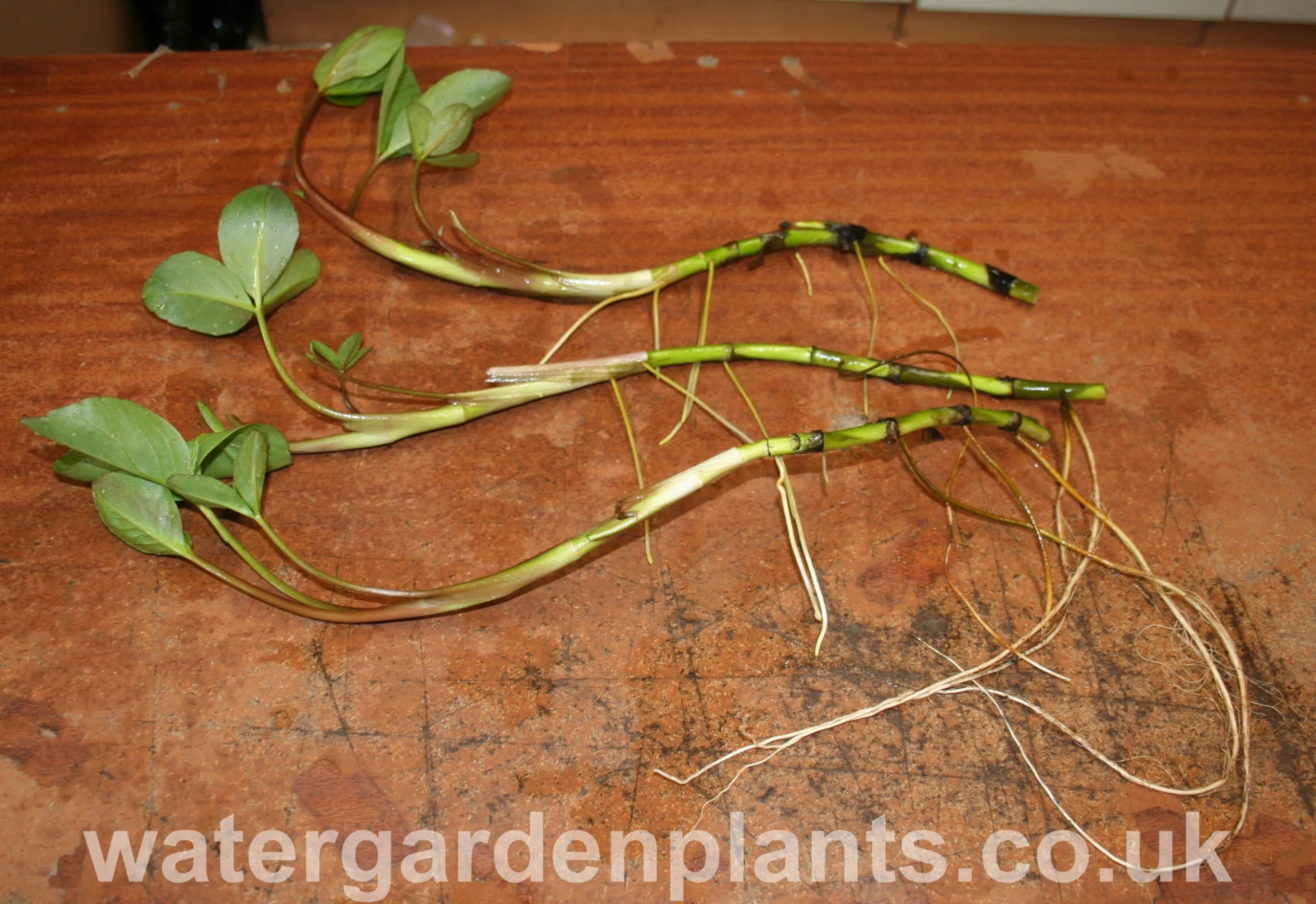 Menyanthes trifoliata - Bog Bean