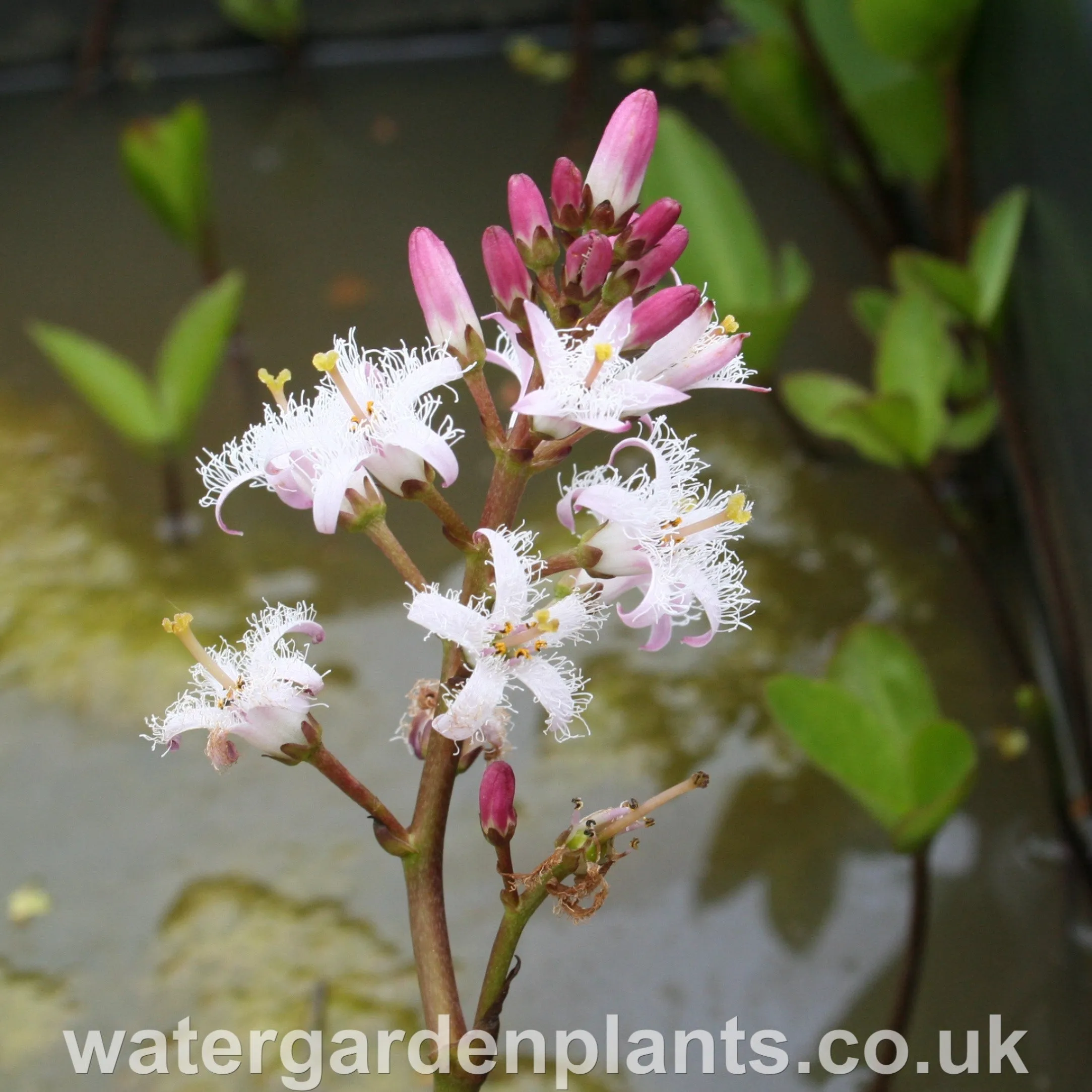 Menyanthes trifoliata - Bog Bean