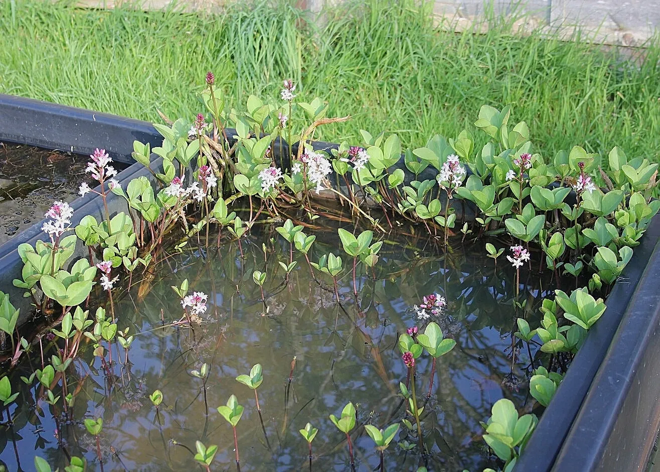 Menyanthes trifoliata - Bog Bean